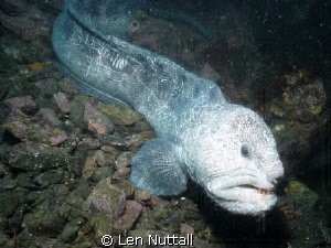 Wolf Eel..My sea andn sea DGX-1 was crapping out.. Took a... by Len Nuttall 